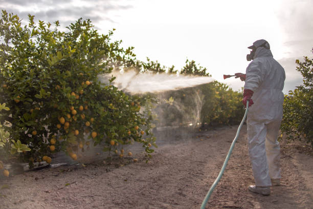 Best Affordable Pest Control Services  in Silver Springs, FL