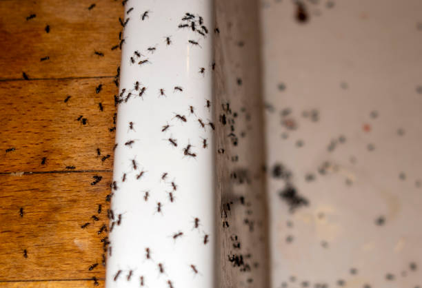 Wasp Removal Services in Silver Springs, FL