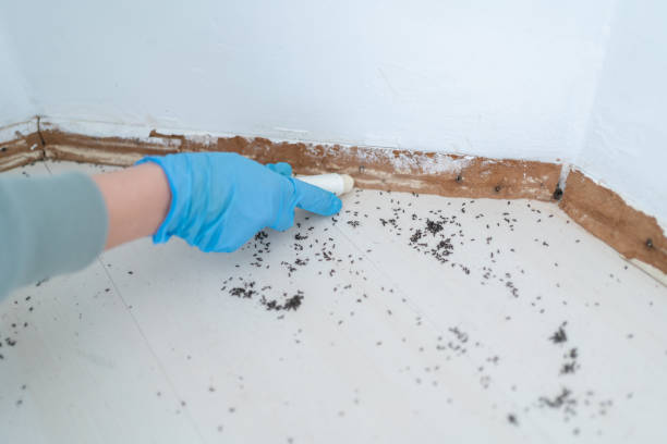 Best Affordable Pest Control Services  in Silver Springs, FL
